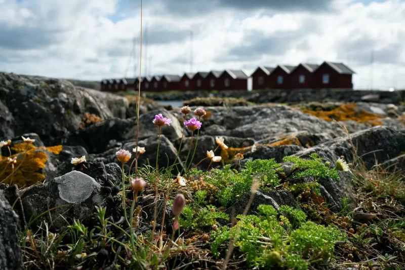 Flores silvestres e rochas na costa nórdica, com fileira de casas vermelhas de pescadores ao fundo sob céu nublado.